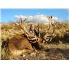 Image 1 : 8-day Argentina Big Game and Dove Shooting Safari for Two Hunters