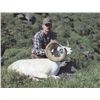 Image 2 : 10-day Yukon Dall Sheep Hunt for One Hunter