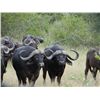 Image 1 : 14-day Namibian Non-trophy Elephant, Buffalo and Plains Game Hunt for One Hunter and One Observer wi