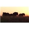 Image 2 : 14-day Namibian Non-trophy Elephant, Buffalo and Plains Game Hunt for One Hunter and One Observer wi