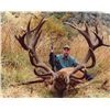 Image 1 : 5-day New Zealand Gold-Medal Hunt for One Hunter and One Observer
