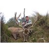 Image 2 : 5-day New Zealand Red Stag, Tahr or Chamois Hunt for Three Hunters and Three Observers