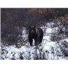 Image 1 : 9-day British Columbia Grizzly Bear and Black Bear Hunt for One Hunter