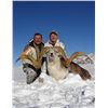 Image 1 : 7-day Tajikistan Marco Polo Argali Hunt for One Hunter