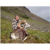 Image 1 : 15-day British Columbia Stone Sheep Hunt for One Hunter