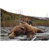 Image 1 : 10-day Alaska Brown Bear and Black Bear Hunt for One Hunter
