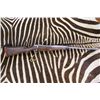Image 1 : Vittorio Giani MAG Rifle