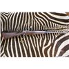 Image 2 : Vittorio Giani MAG Rifle