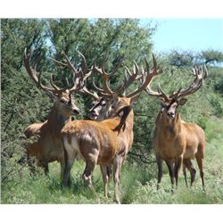 15-day Argentina Red Deer, Cougar, Water Buffalo, Boar and Sheep hunt for Two Hunter and Two Observe