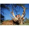Image 2 : 15-day Argentina Red Deer, Cougar, Water Buffalo, Boar and Sheep hunt for Two Hunter and Two Observe
