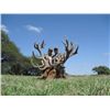 Image 3 : 15-day Argentina Red Deer, Cougar, Water Buffalo, Boar and Sheep hunt for Two Hunter and Two Observe