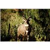 Image 1 : 18-day Ethiopian Safari and 4-day Photographic Trip for One Hunter and One Observer with Mountain Ny