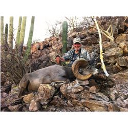 14-day Mexico Trophy Desert Bighorn Sheep Hunt for One Hunter and One Observer