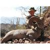 Image 2 : 14-day Mexico Trophy Desert Bighorn Sheep Hunt for One Hunter and One Observer