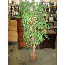 Imitation fig tree in pot