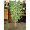 Image 1 : Imitation fig tree in pot