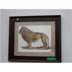 Framed picture of a lion