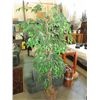 Image 1 : Artificial fig tree 6' tall