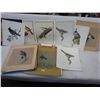 Image 1 : Vintage F. Lansdowne bird prints
