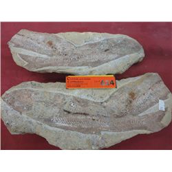 Fish fossil. Both sides match