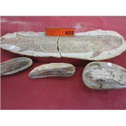 Four fossils