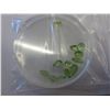 Image 1 : Twelve various cut green Peridot gemstones