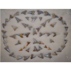 COLLECTION OF SHARKS TEETH