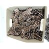 Image 2 : LARGE LOT OF DECORATIVE PINE CONES & PINE CONE