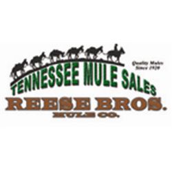 Tennessee Mule Sales - Reese Bros. - Session 1 - Page 1 of 1 - Cindy’s