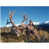 Image 7 : 4-DAY “HUNTERS CHOICE” SAFARI FOR 2 HUNTERS INCLUDING THE TROPHY FEE OF ONE ALPINE GOAT FOR EACH AND