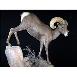 CUSTOM LIFE-SIZE SHEEP MOUNT