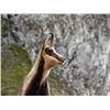 Image 4 : 6-DAY HUNT FOR 2 SPANISH IBEX FOR 1 HUNTER & 1 NON-HUNTER