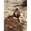 Image 3 : 3-DAY SPRING BEAR HUNT IN IDAHO FOR 2 HUNTERS