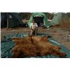Image 2 : 10-DAY SPRING BROWN BEAR HUNT IN ALASKA FOR 1 HUNTER