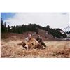 Image 3 : 10-DAY SPRING BROWN BEAR HUNT IN ALASKA FOR 1 HUNTER