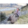 5-DAY BULL TAHR HUNT FOR 1 HUNTER & 1 NON-HUNTER