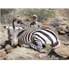 Image 2 : 7-DAY MOUNTAIN ZEBRA HUNT FOR 1 HUNTER IN NAMIBIA