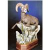 Image 3 : LIFE-SIZE NORTH AMERICAN SHEEP MOUNT