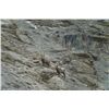 Image 8 : TROPHY MID-ASIAN IBEX HUNT FOR 1 HUNTER IN KYRGYZSTAN