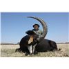 Image 2 : 7-DAY SOUTH AFRICAN SAFARI FOR 2 HUNTERS