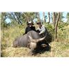 Image 2 : 6-DAY BANTENG BULL HUNT FOR 1 HUNTER IN AUSTRALIA