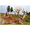 Image 8 : 5-DAY RED STAG & FALLOW DEER HUNT FOR 1 HUNTER AND 1 NON-HUNTER