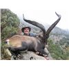 Image 8 : 12-DAY HUNT FOR 4 SPANISH IBEX IN SPAIN FOR 1 HUNTER
