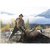 Image 3 : 9-DAY BULL ELK HUNT FOR 1 HUNTER IN BRITISH COLUMIBA