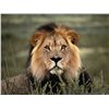 Image 2 : 9-DAY LION HUNT IN CAMEROON FOR 1 HUNTER