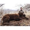 Image 4 : A 10 TO 12-DAY KODIAK ISLAND BROWN BEAR HUNT FOR 1 HUNTER