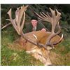 Image 2 : 5-DAY RED STAG HUNT (UP TO 330 SCI) IN NEW ZEALAND FOR 1 HUNTER AND 1 NON-HUNTER