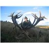 Image 3 : 5-DAY RED STAG HUNT (UP TO 330 SCI) IN NEW ZEALAND FOR 1 HUNTER AND 1 NON-HUNTER