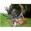Image 4 : 5-DAY RED STAG HUNT (UP TO 330 SCI) IN NEW ZEALAND FOR 1 HUNTER AND 1 NON-HUNTER