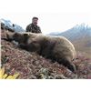 8 TO 10-DAY GRIZZLY BEAR HUNT ON HORSEBACK FOR 1 HUNTER IN ALASKA